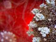 Most Wuhan COVID Survivors Nonetheless Have Well being Points Study Casts Doubt on Plasma as COVID Treatment