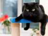 Which Animals Most Susceptible to COVID An infection? Which Animals Most Vulnerable to COVID Infection?