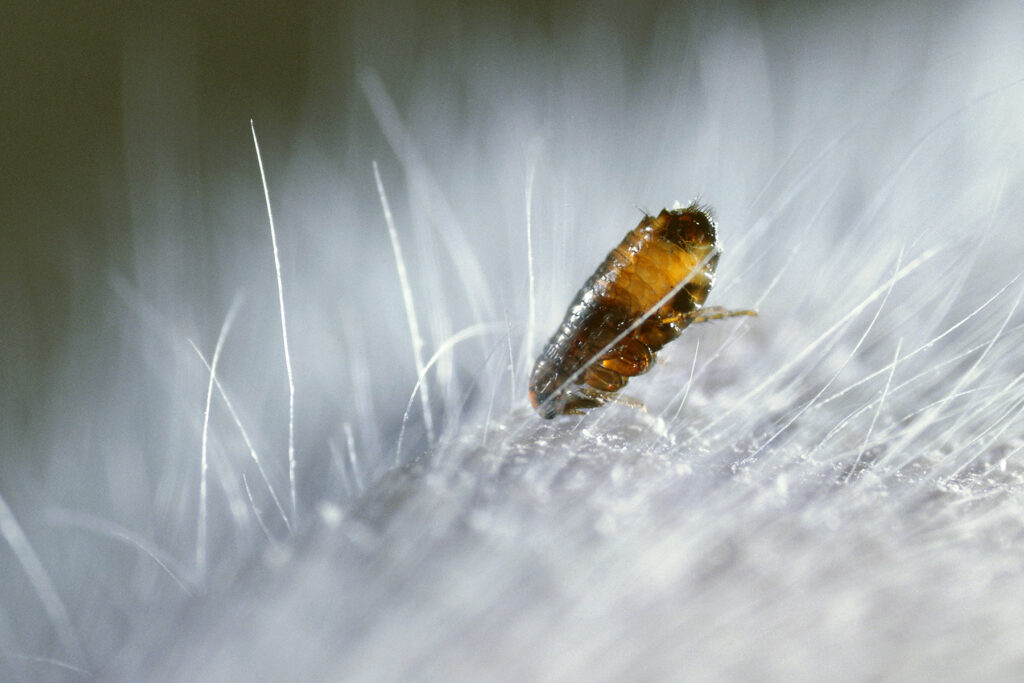 Flea Collar Could Be Linked to 1,700 Pet Deaths